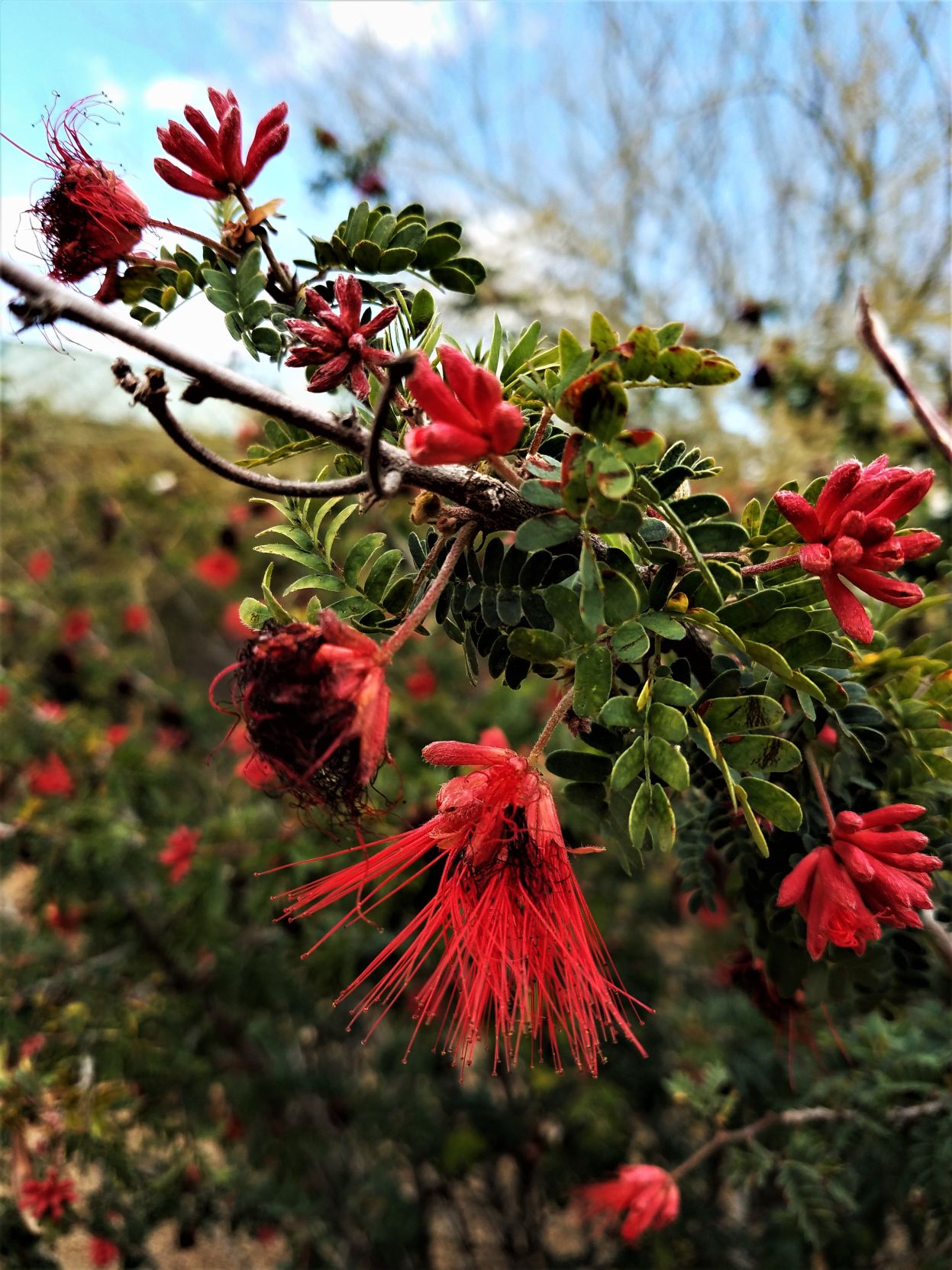 Riparian Preserve